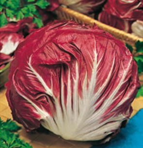 Cicoria rossa di Chioggia