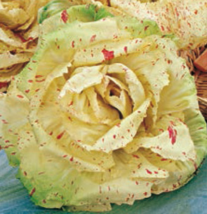 Coltivare Cicoria di Castelfranco variegata