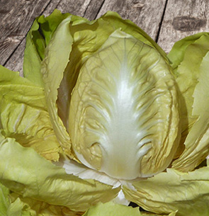 La cicoria gialla