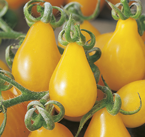 Coltivare Pomodoro perino giallo in Giugno