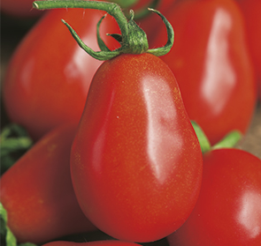 Pomodoro perino rosso