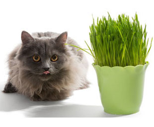 Coltivare Erba gatto