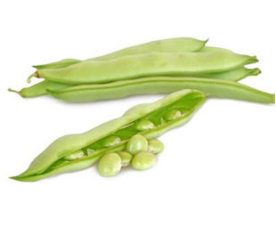 Coltivare Fava