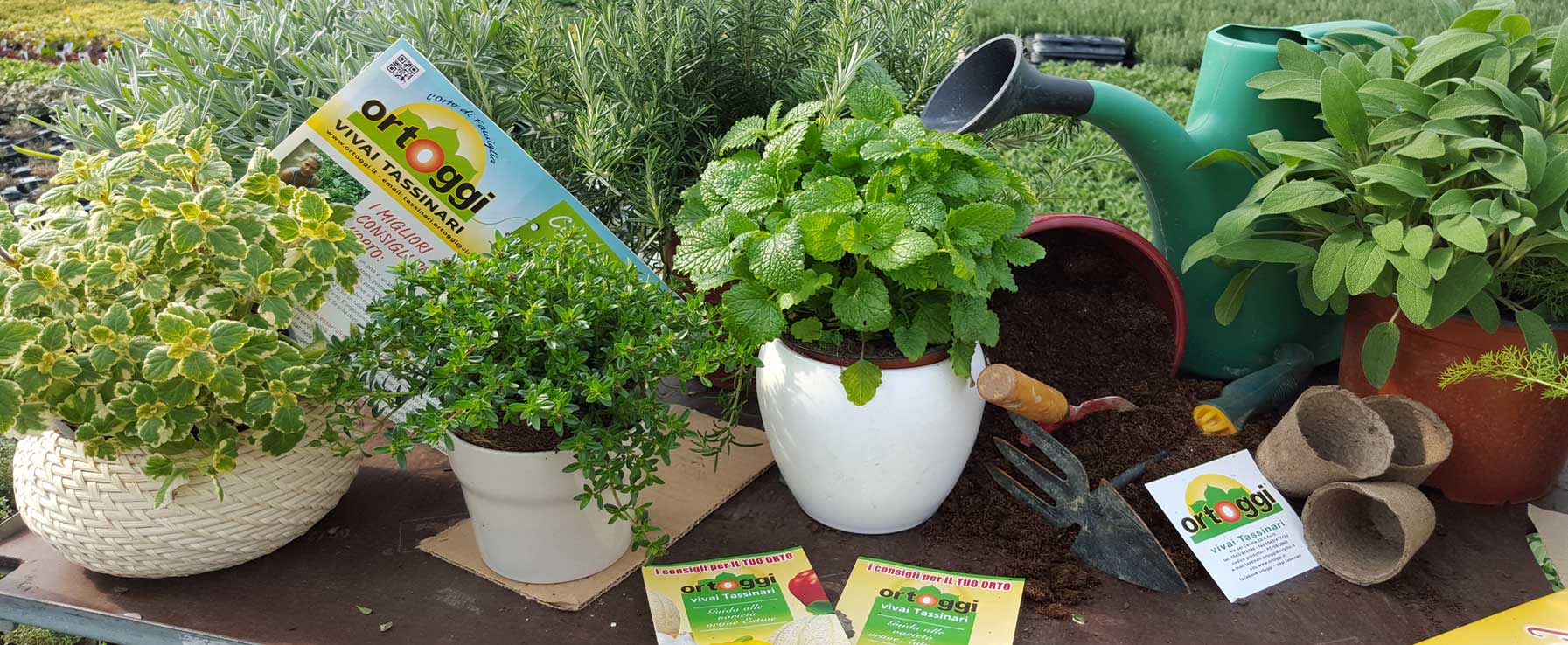 Ortoggi, vendita piantine da orto, aromatiche e fiori