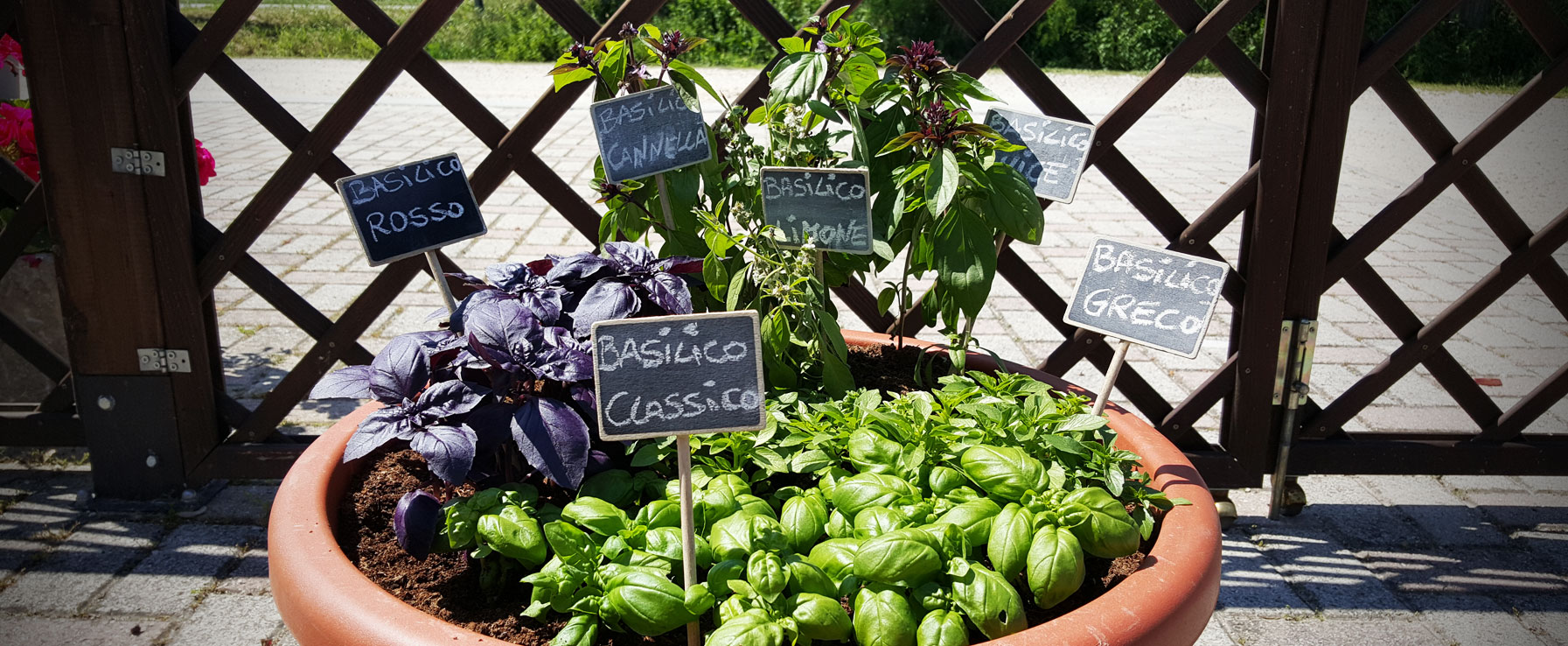 Coltivare l'orto sul terrazzo