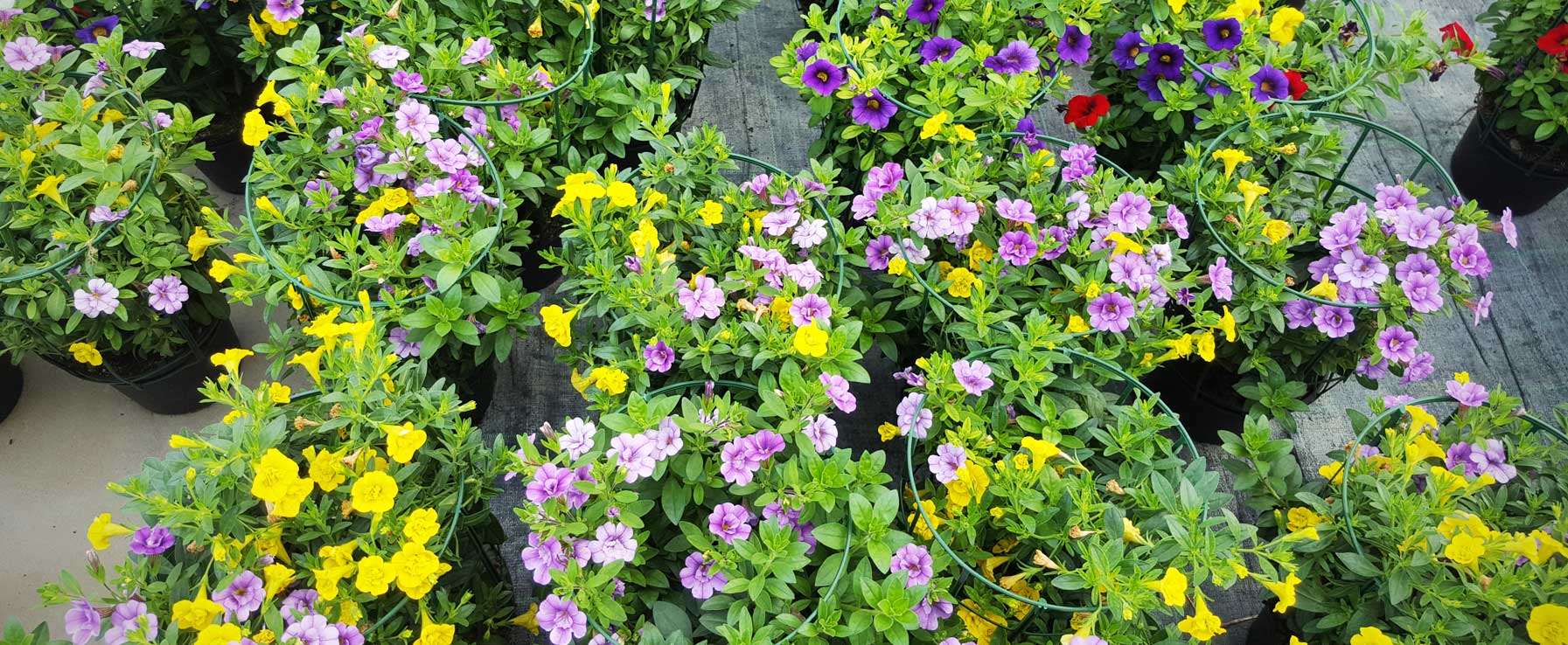 Piante e fiori